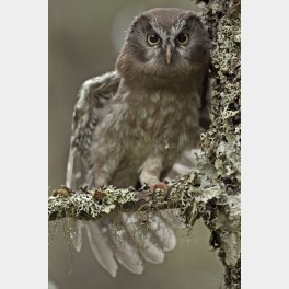 Regard d'une chouette de tengmalm