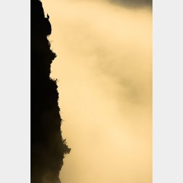 Vautour dans la mer de nuages