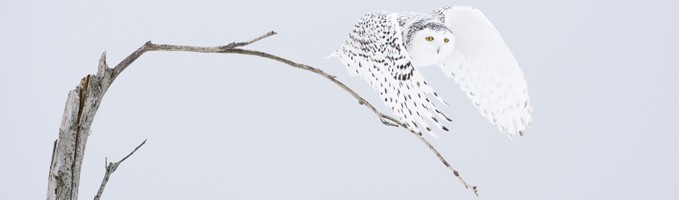 Chouettes & hiboux