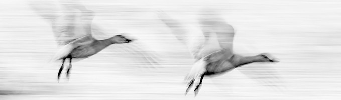 Tirages noir et blanc