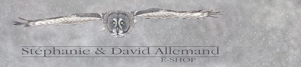 David Allemand, photographe